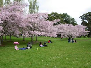 hanami4