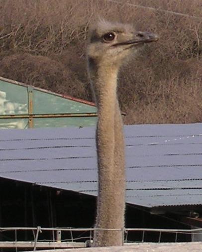首と頭