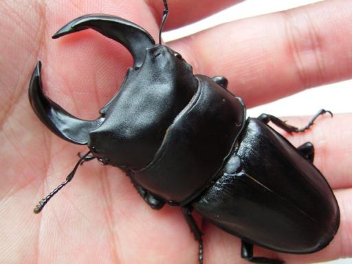 極湾北峰74ミリ