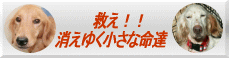 救え！消えゆく小さな命達