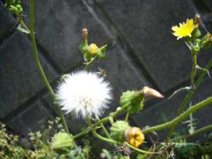watage