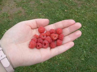 rasberry