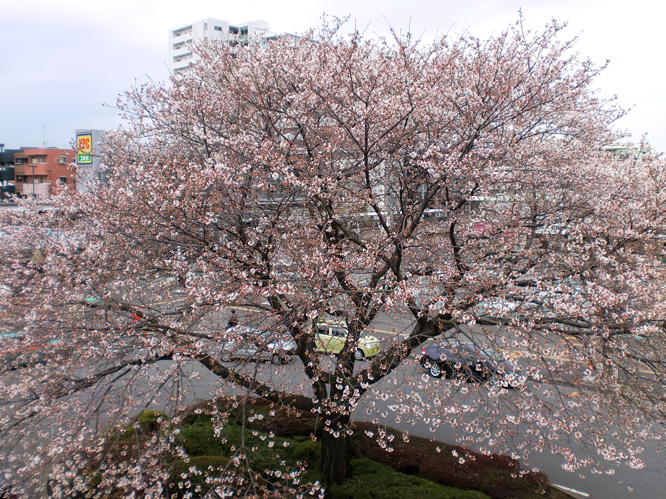 ’１０･４･３日記桜２