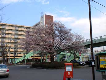 ’１０･４･３日記桜１