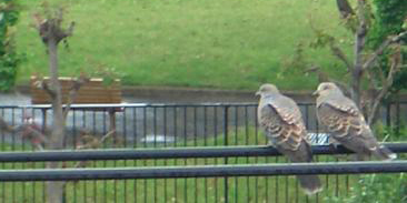 ５・１５今日のおともだち