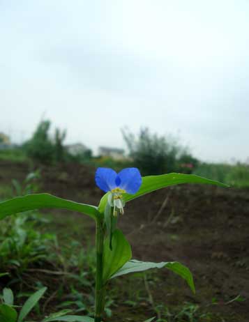 ０８・７・９つゆほたる草