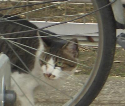 ５・１８オイデヤス１