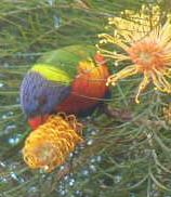 lorikeet