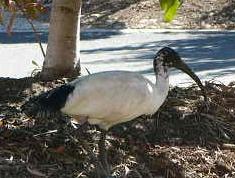 white ibis