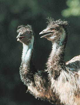 emu