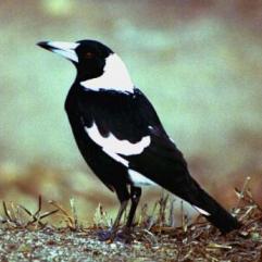 australian magpie