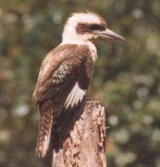 kookaburra
