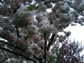 05.04.18　八重桜２