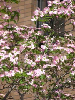 05.04.27　花水木２