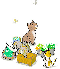 猫花壇
