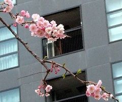 ビルの前の桜.jpg