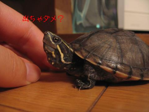逃げ切れなかった・・・(-_-;)ゲコゲコ