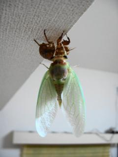 PIC00021.jpg
