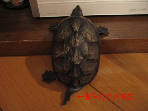 リハビリも辛いのぉ～～