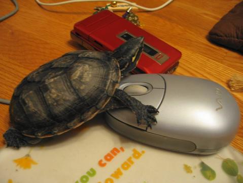 比較