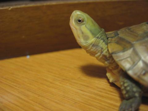 顔アップ