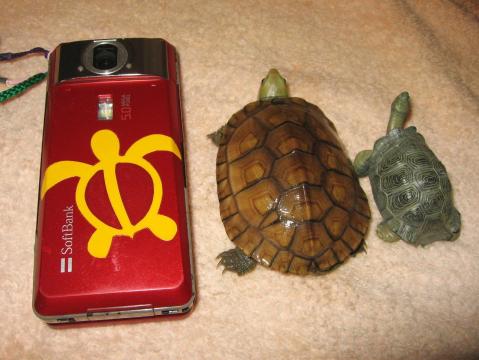 ホヌとカメとカメもどき