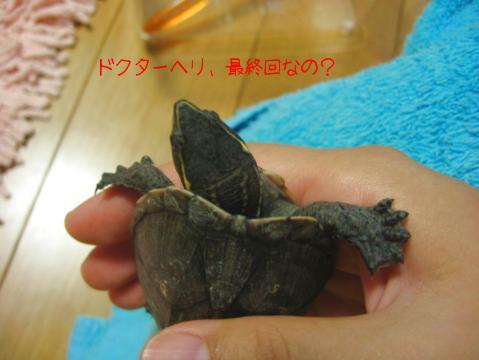 まどろむてんてん
