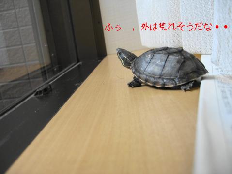 そとは雨だ・・・・