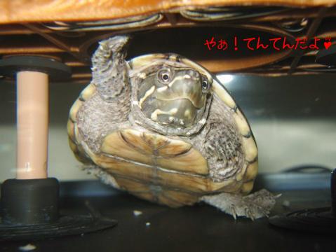 やぁ！