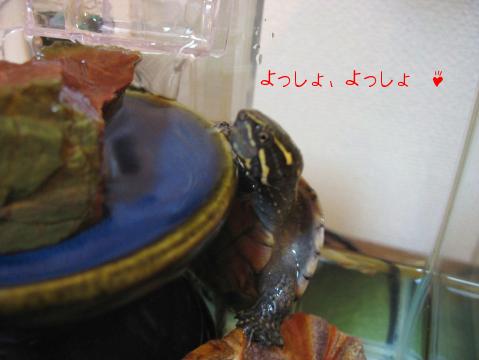 登れるかな？
