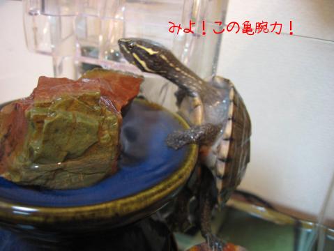 亀腕力！