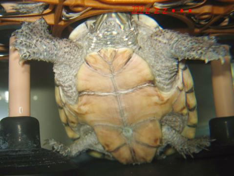 普段の寝姿