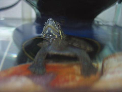 呼んだ？