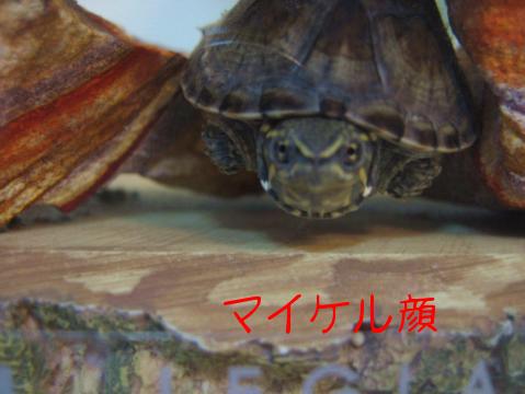 マイケル
