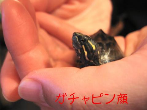 ガチャピン