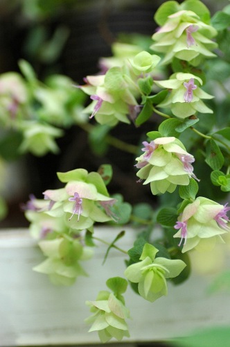 コピー ~ DSC_0296.jpg