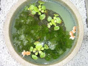 めだか１