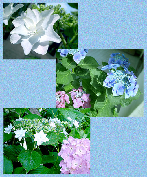 あじさい２