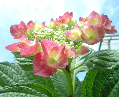 あざやかな紅色