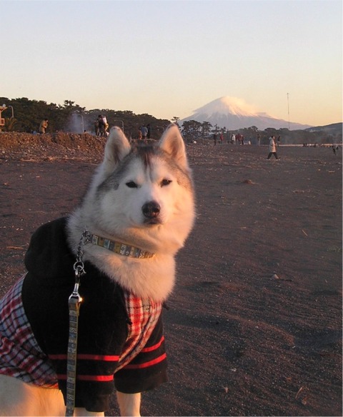 初富士山