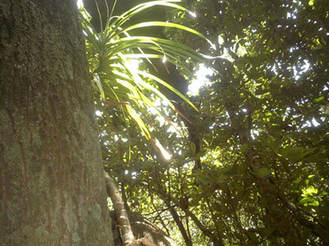 ホルト_ツルヤシ