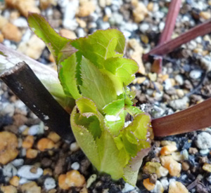 ヘレボ　ネオン20111