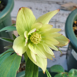 ヘレボ　本間イエロー20111