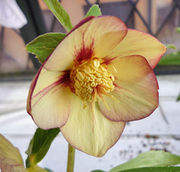 ヘレボ　ネオン20112