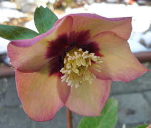 ヘレボ　アプリ　フラッシュ20111