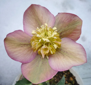 ヘレボ　アプリ　sd20111