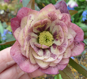 ヘレボ　アプリコット　スポット　dd20111