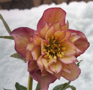 ヘレボ　アプリコット　ダブル20111