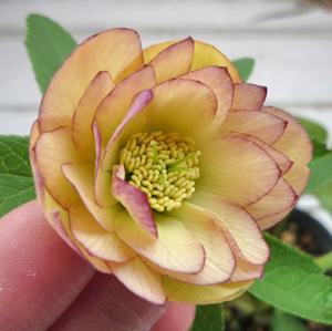 ヘレボ　イエロー？20111