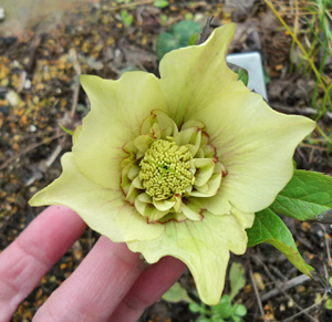 ヘレボ　イエローピコ　sd 20111